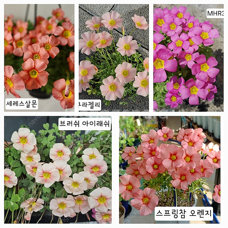 옵투사 겨울 사랑초 17종--5