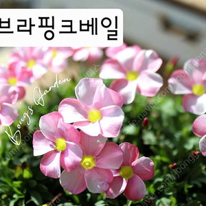 글라브라 사랑초 구근