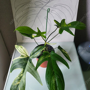 플로리다 뷰티 바리에가타