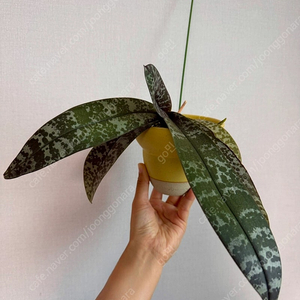 호접란 쉴러리아나 유향 + 제네스포터리 팟