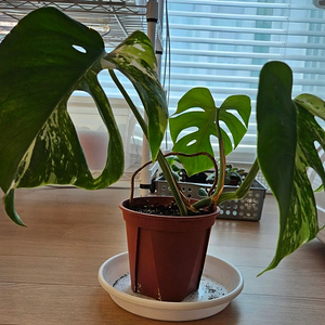 몬스테라알보 분양합니다