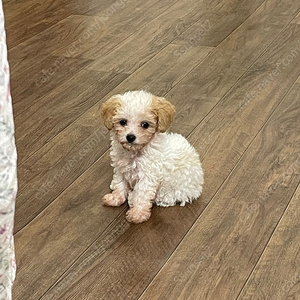 컨텐츠이용료 70% 판매합니다 . 25만원까지가능