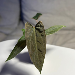 안스리움 RlxFs select offset