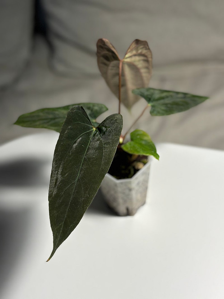 안스리움 RlxFs select offset--1