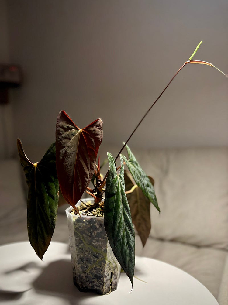 안스리움 RlxFs select offset--2