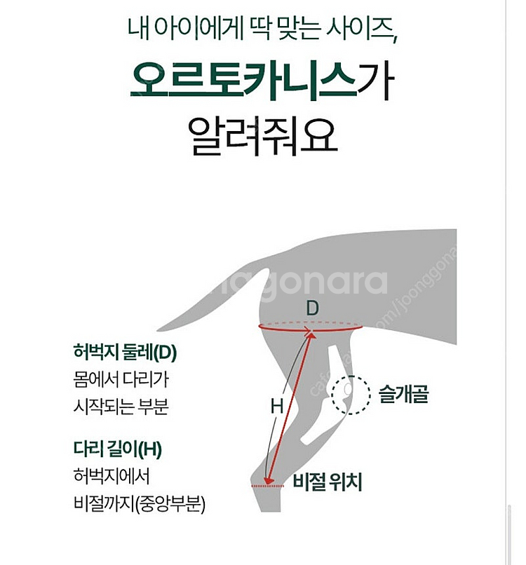 오르토카니스 강아지 슬개골 보호대(xxxs)--4