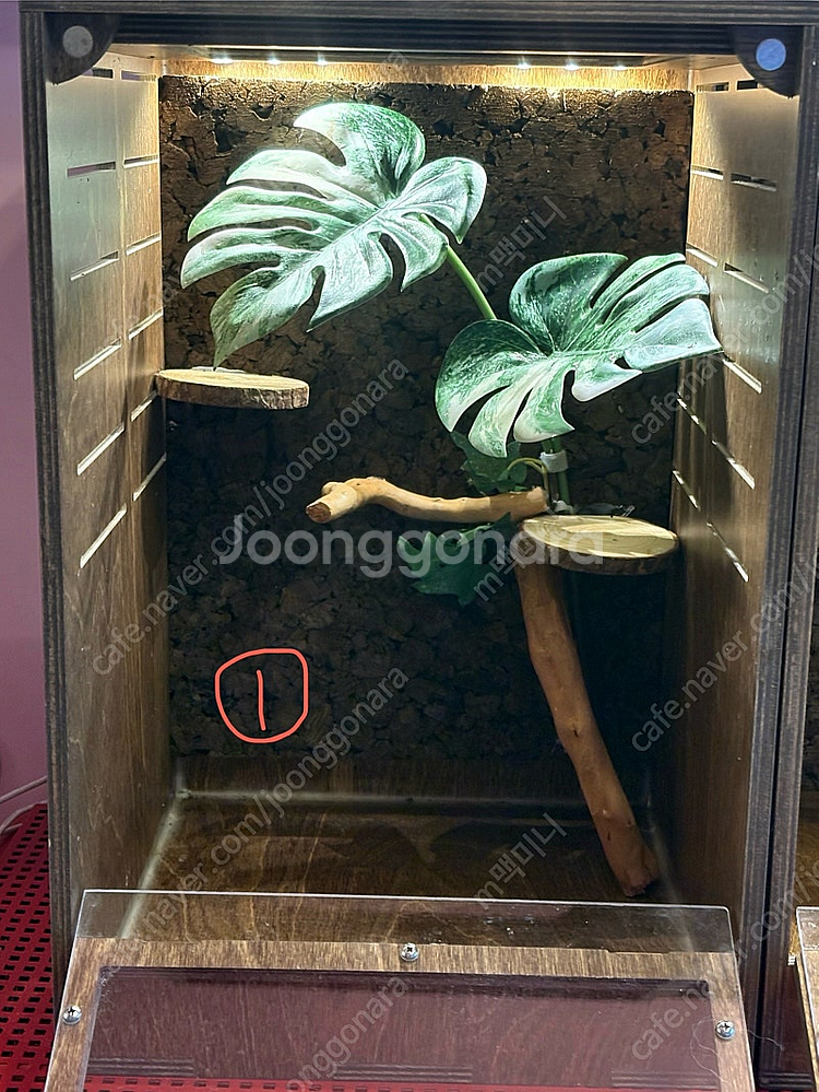 크레스티드게코 사육장 에코브릿지 303045 크레--2