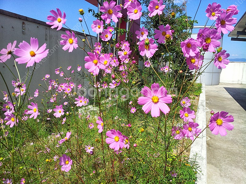 스타벅스 아메리카노3잔 팝니다--0