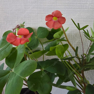 사랑초4종