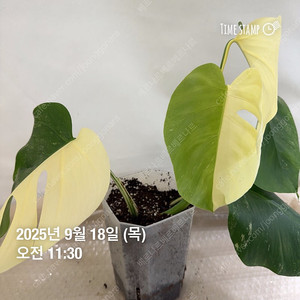 몬스테라 알보