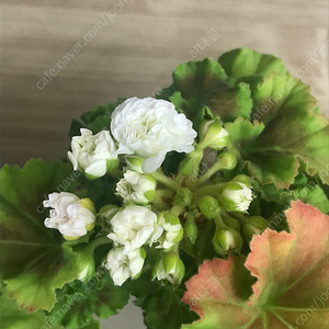 제라늄