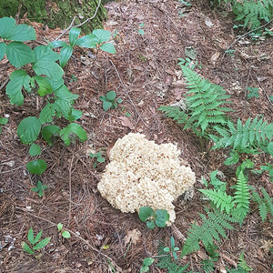 잘 건조된 자연산 꽃송이버섯 100g 입니다. 이미지