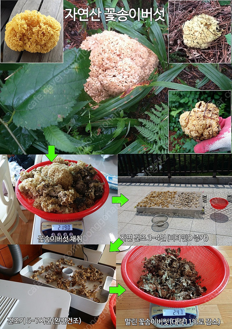 잘 건조된 자연산 꽃송이버섯 100g 입니다. 이미지