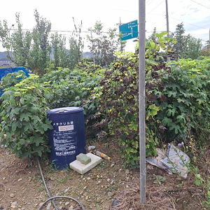 엄나무결실주4~5년생