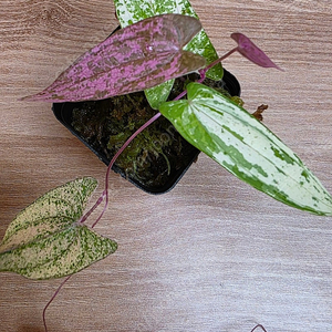 디오스코레아 픽셀핑크