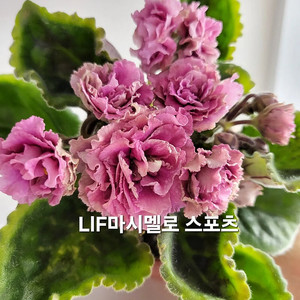 애플마시멜로 포함 미니바이올렛 6종 일괄분양 합니다