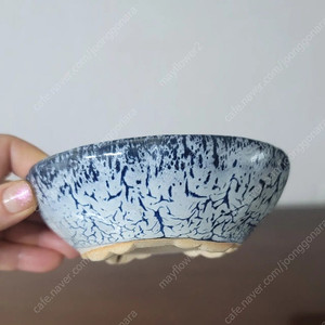 분재.다육.야생화분.천광분