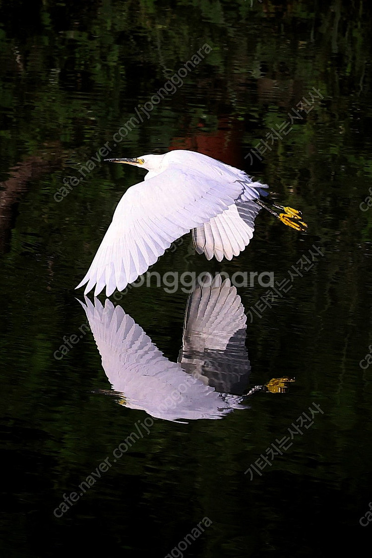 Canon RF 70-200mm f2.8 L--8