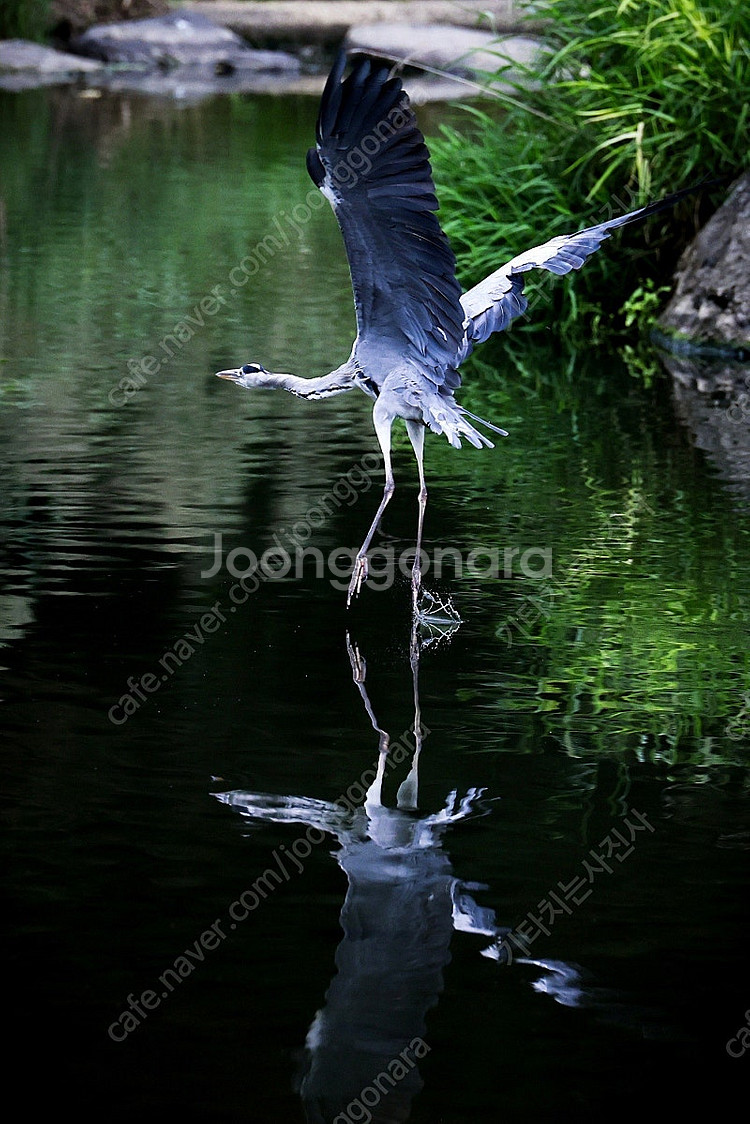 Canon RF 70-200mm f2.8 L--9