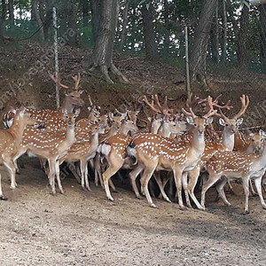 꽃사슴 일괄 매매합니다