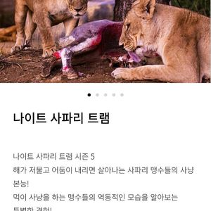 에버랜드 나이트사파리 팝니다