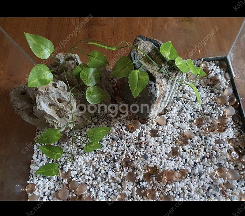 어항큼직함저렴히1만원예쁜돌+수족관바탕에흰돌+장식잎사귀등...--3