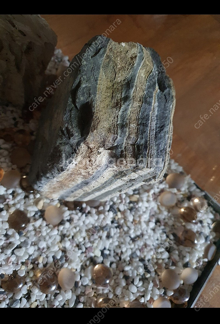어항큼직함저렴히1만원예쁜돌+수족관바탕에흰돌+장식잎사귀등...--4