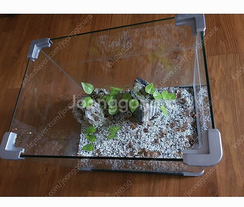 어항큼직함저렴히1만원예쁜돌+수족관바탕에흰돌+장식잎사귀등...--7