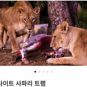 에버랜드 나이트사파리 , 발레파킹 팝니다