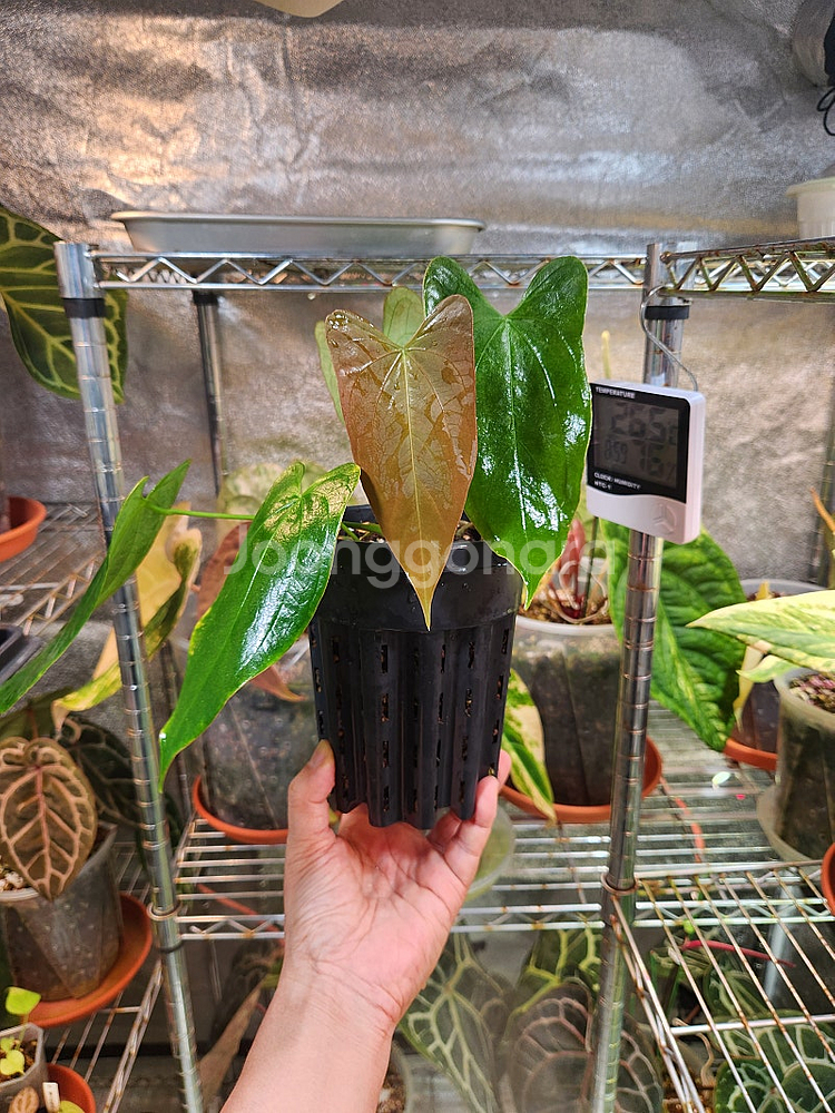 안스리움 블루파필--1