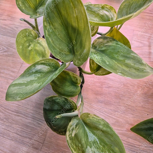 스킨답서스 실버나이트 바리에가타