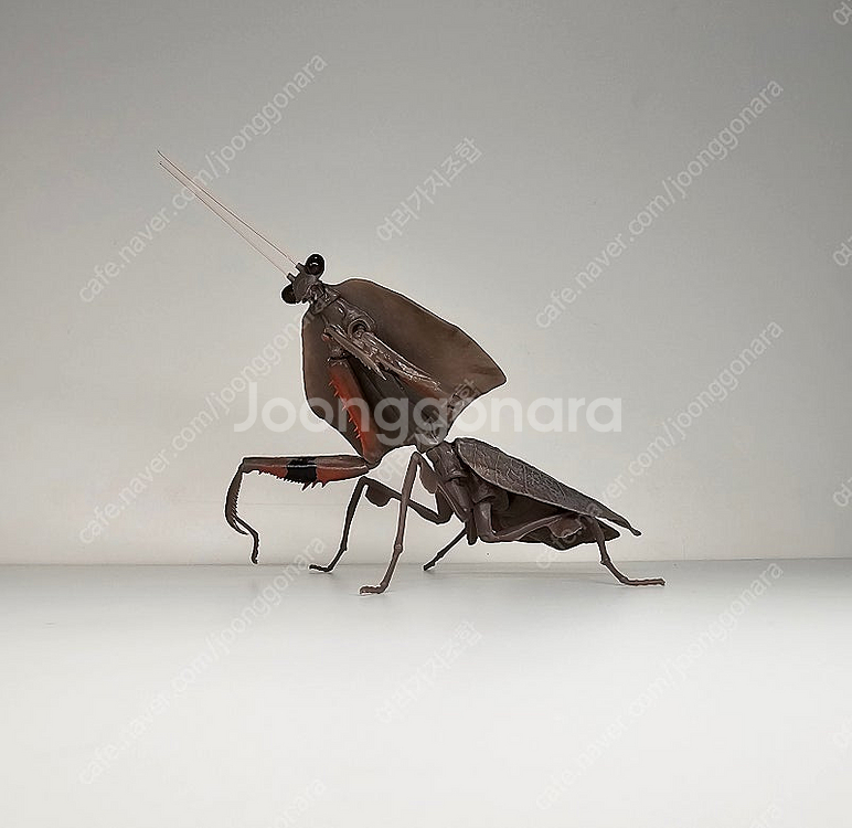 생물대도감 말벌 사마귀 악마꽃 사마귀--3