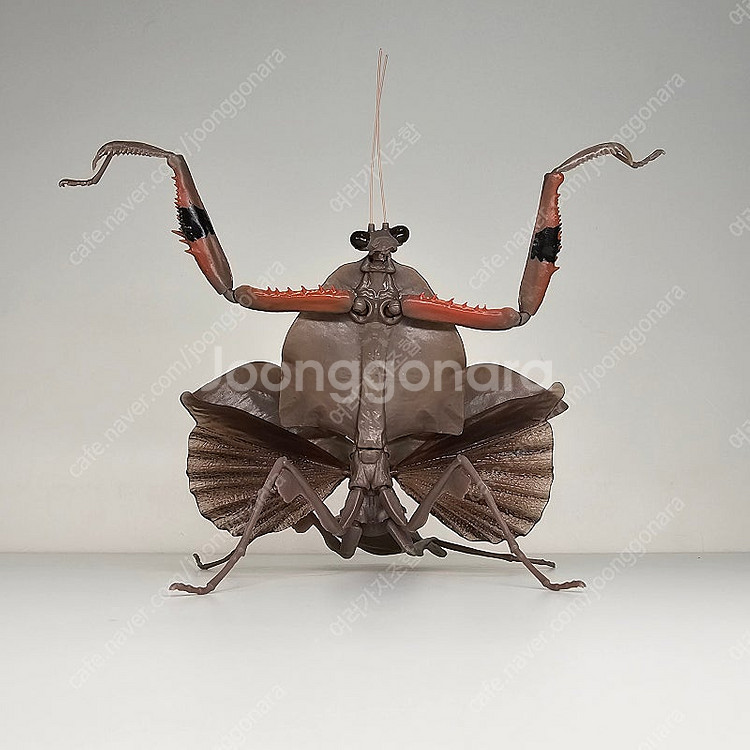 생물대도감 말벌 사마귀 악마꽃 사마귀--4