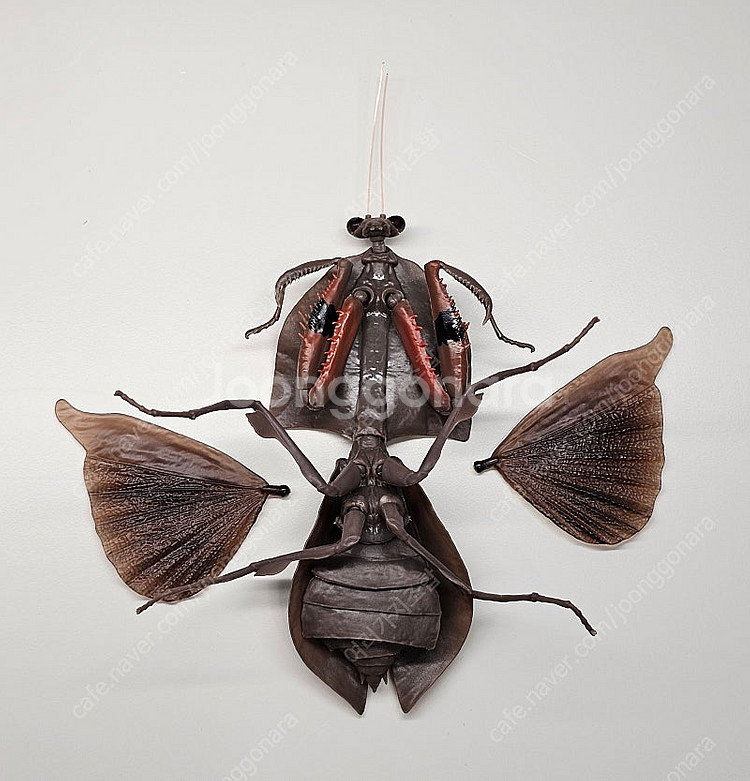 생물대도감 말벌 사마귀 악마꽃 사마귀--5