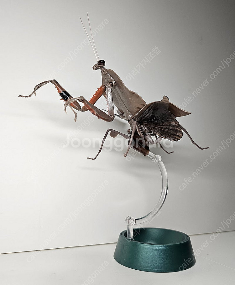 생물대도감 말벌 사마귀 악마꽃 사마귀--6