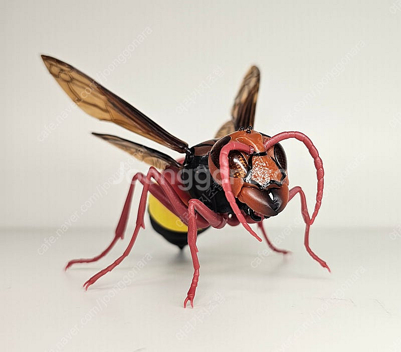 생물대도감 말벌 사마귀 악마꽃 사마귀--8