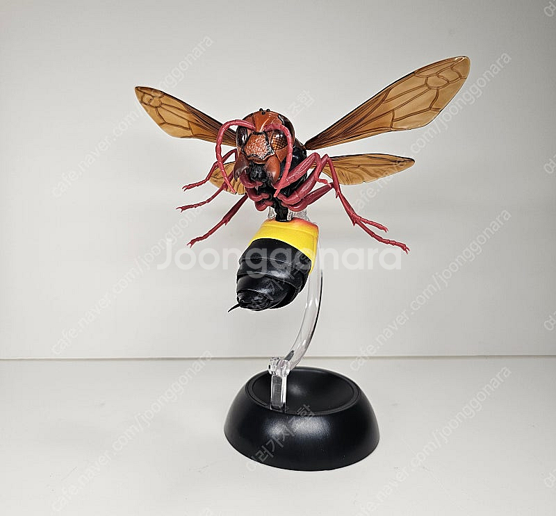 생물대도감 말벌 사마귀 악마꽃 사마귀--9