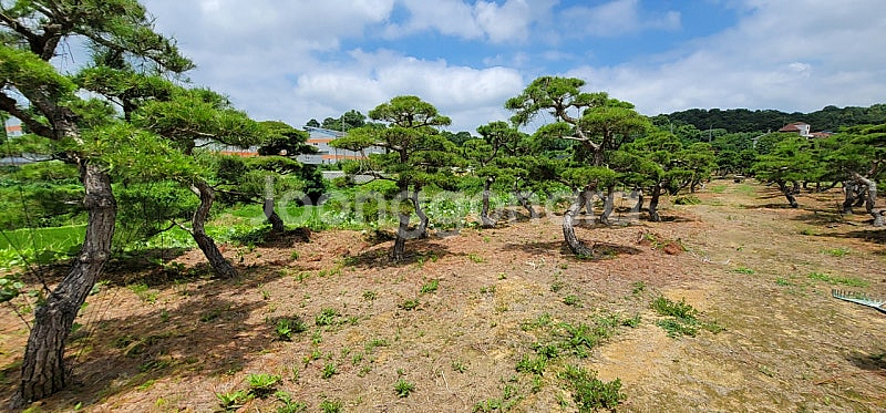 01058634005 #엠알란드그린판매중 #소나무판매 #조경수 #나무판매 #나무매매 #측백나무 #향나무--8