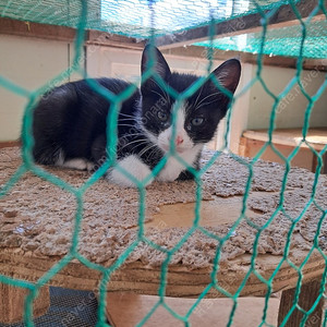 어린 고양이 분양