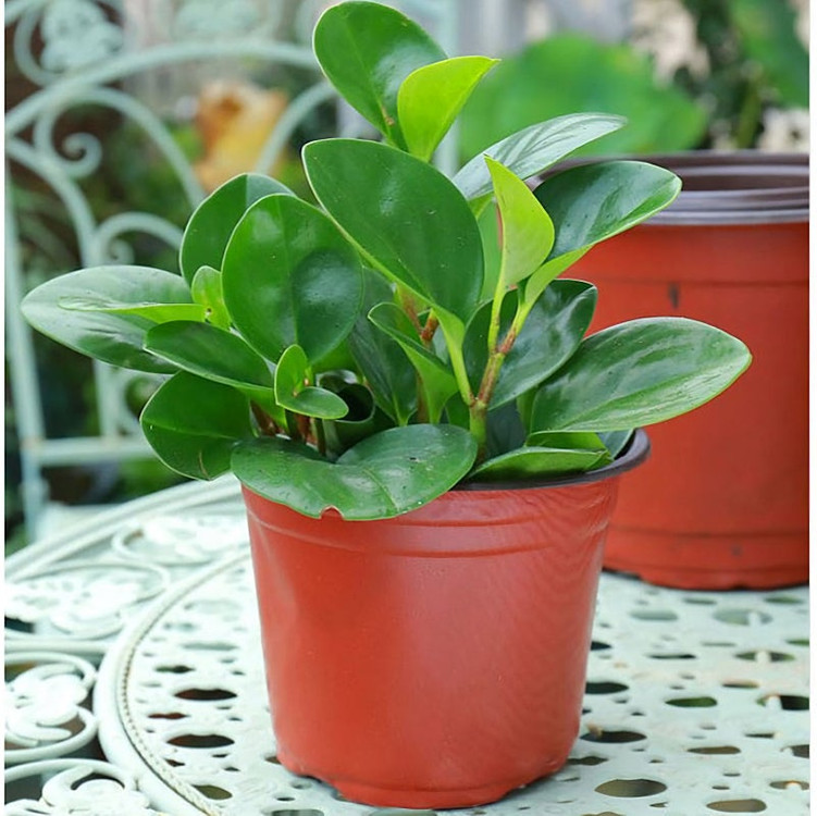 플라스틱 분갈이 다육이 모종 연질 미니 화분 300개 이미지