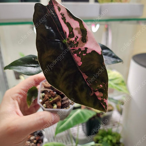 알로카시아 찬트리에 핑크바리에가타