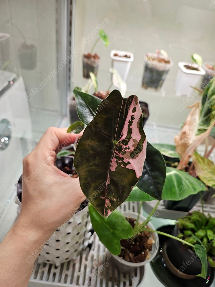 알로카시아 찬트리에 핑크바리에가타--1