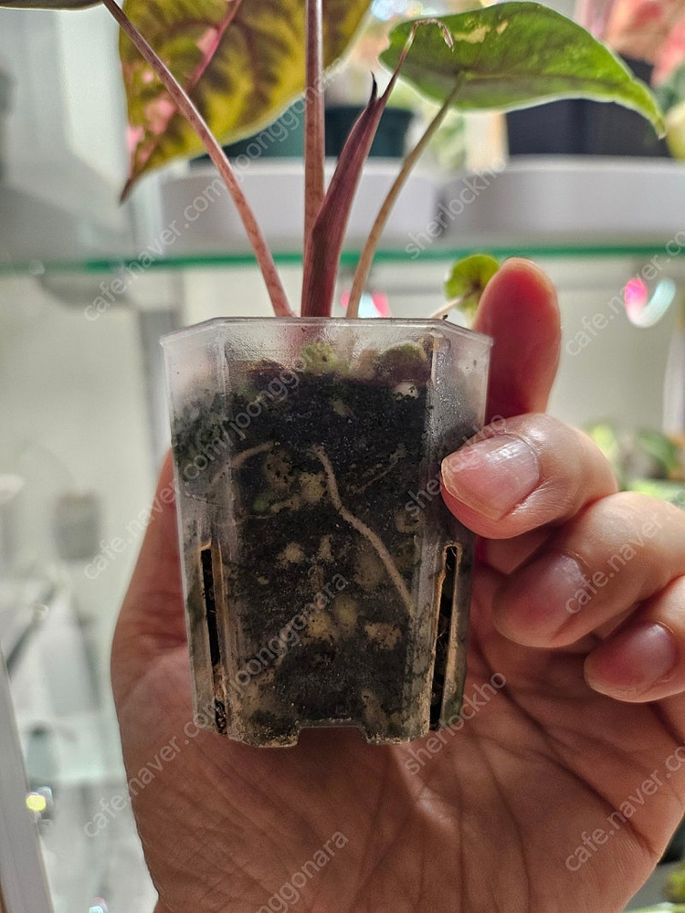 알로카시아 찬트리에 핑크바리에가타--3