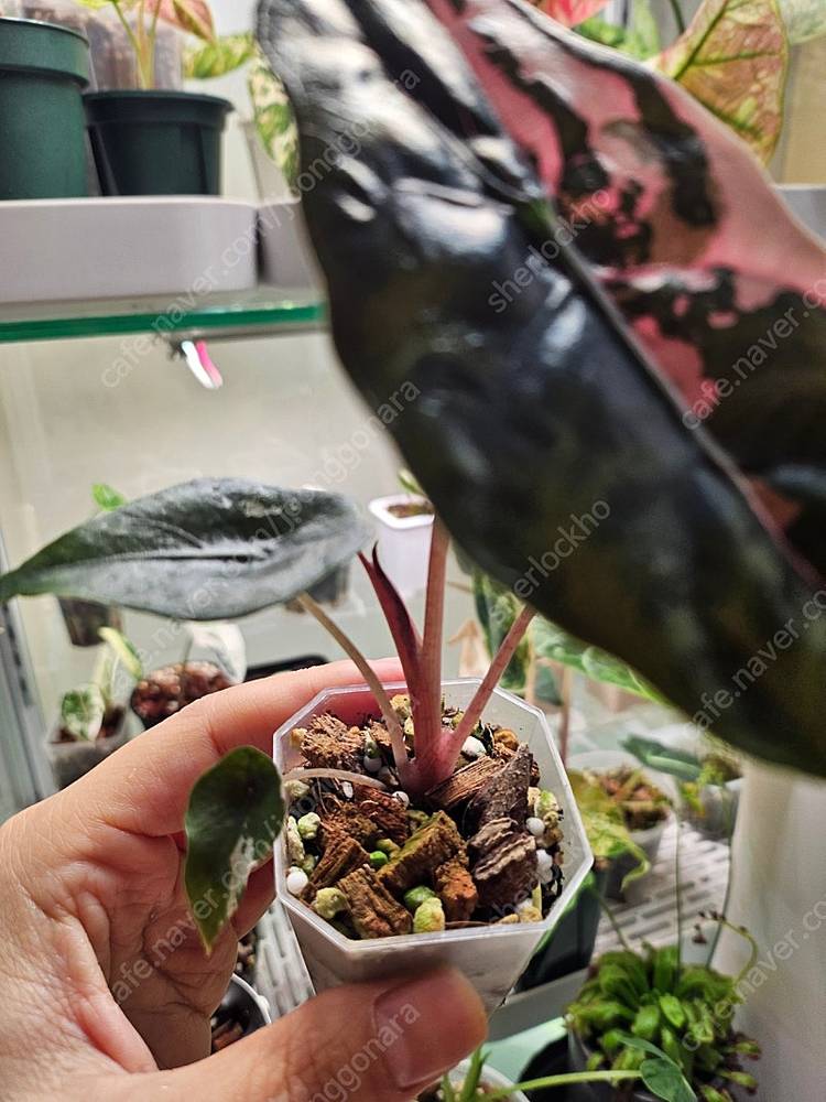 알로카시아 찬트리에 핑크바리에가타--4