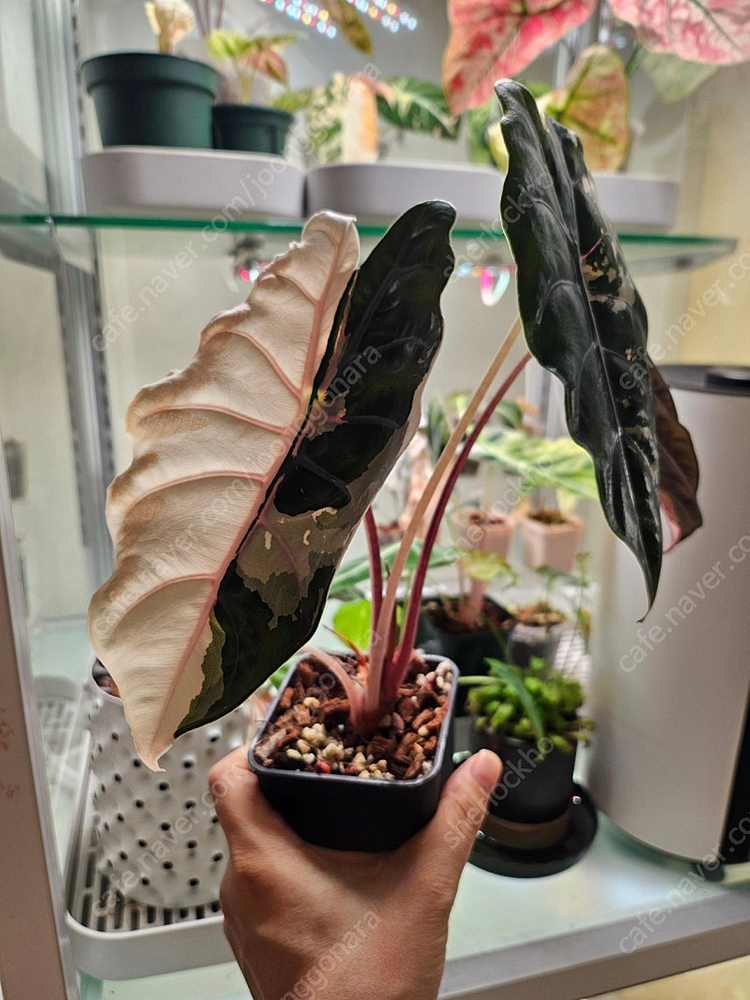 알로카시아 찬트리에 핑크바리에가타--5