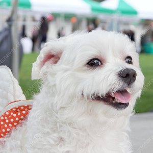 skt 데이터 2기가 판매 1기가 1,500원