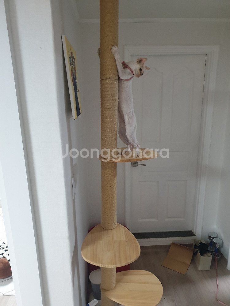 캣타워--1