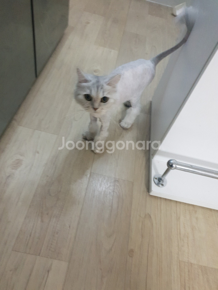 애견미용거치대(DADA)--4
