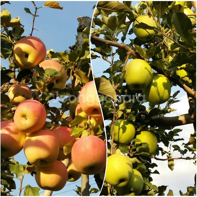 맛있는 사과 10키로--0