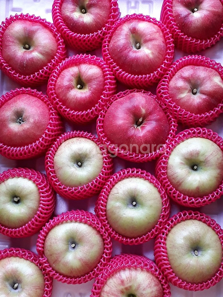 맛있는 사과 10키로--1